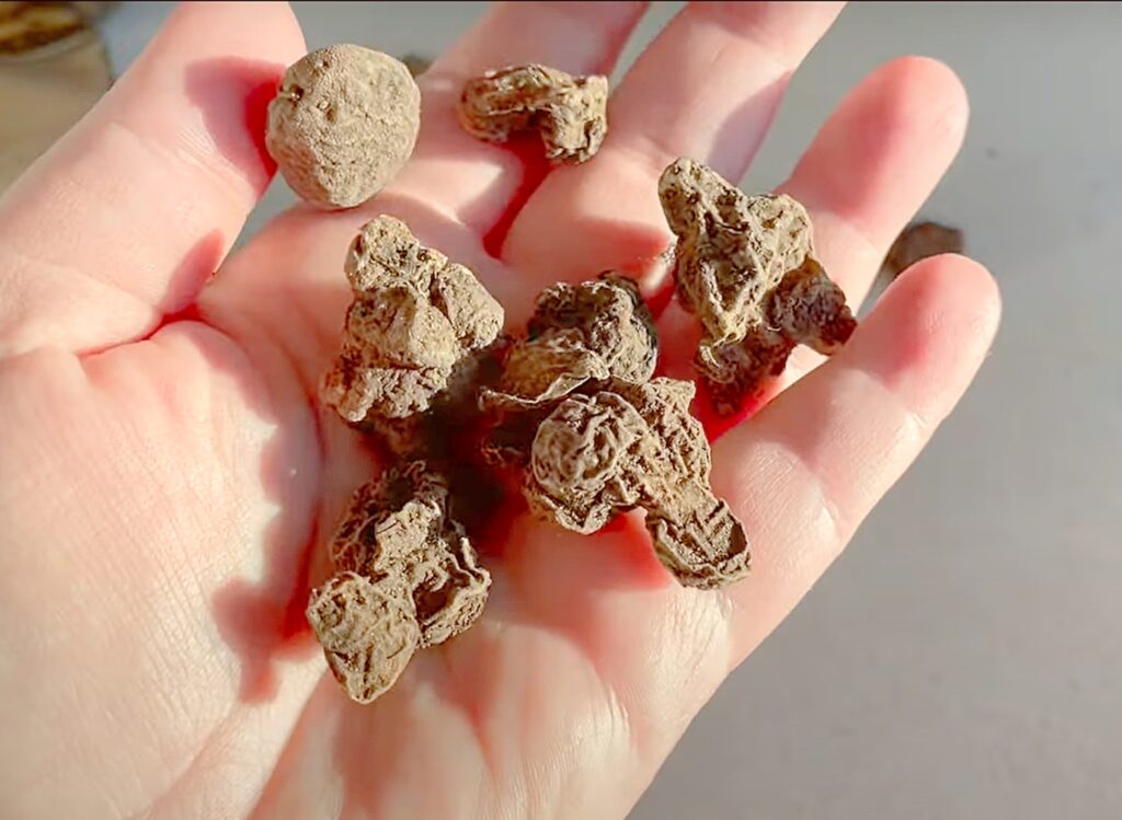 Anemone Mistral Plus Rarity - 10 corms