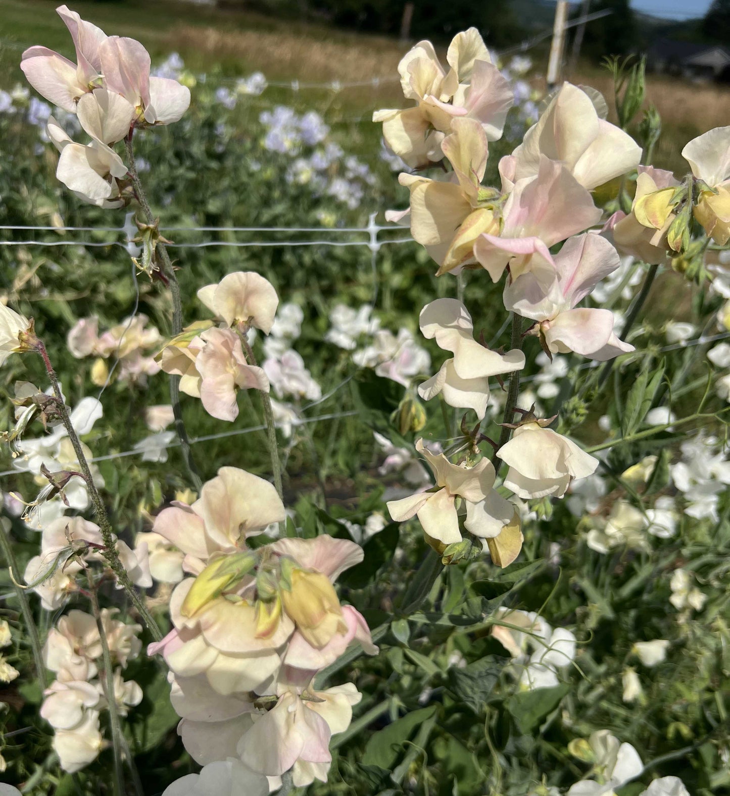 Sweet Pea Collection (KR, Alisa, Bix, Castle Wellan, Karen Louise, King's High Scent +4 more)