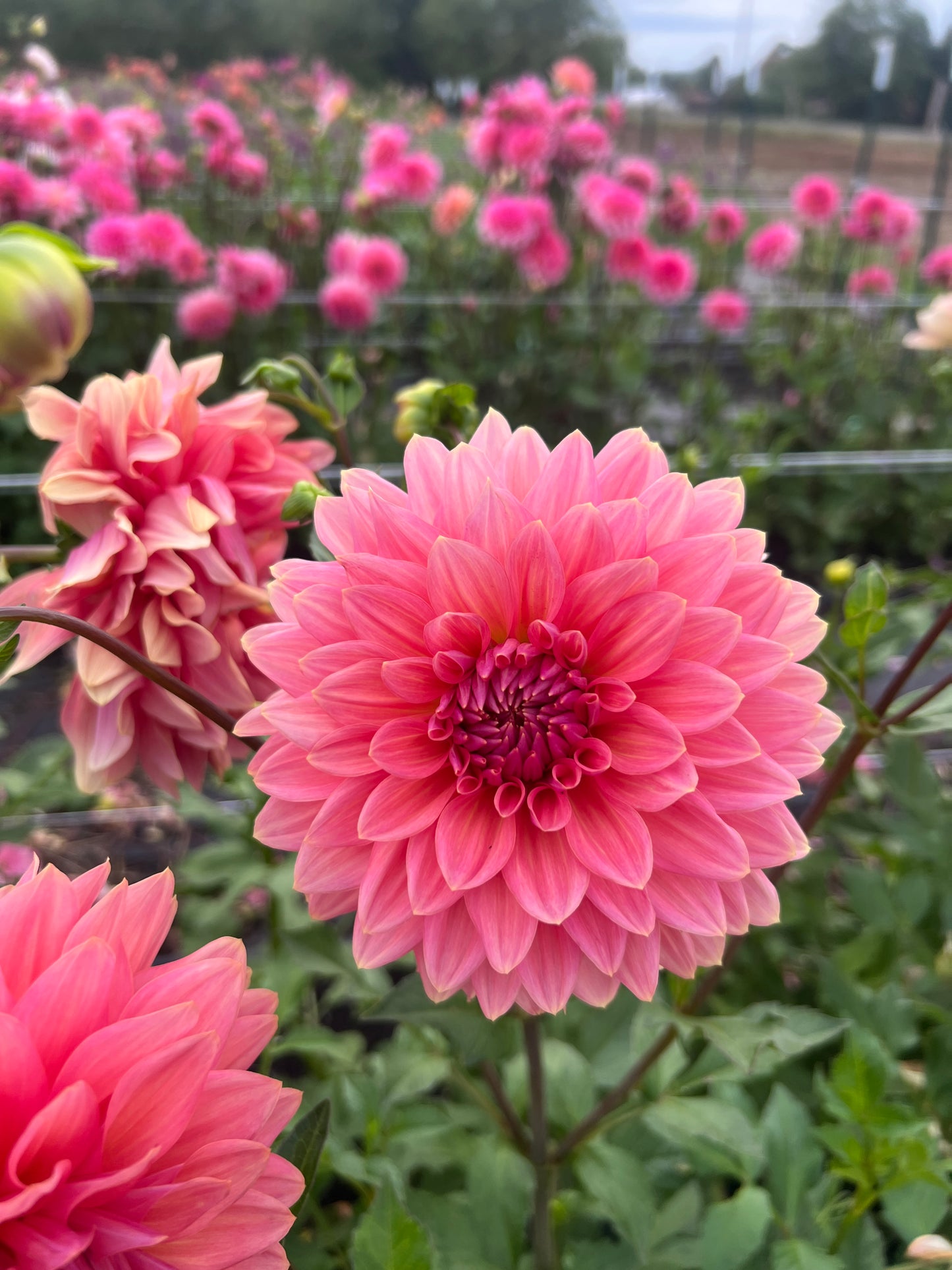 Coral Mystery Dahlia
