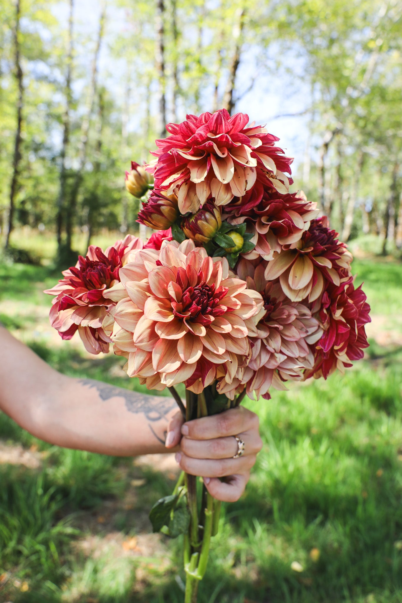 Creme de Cognac Dahlia