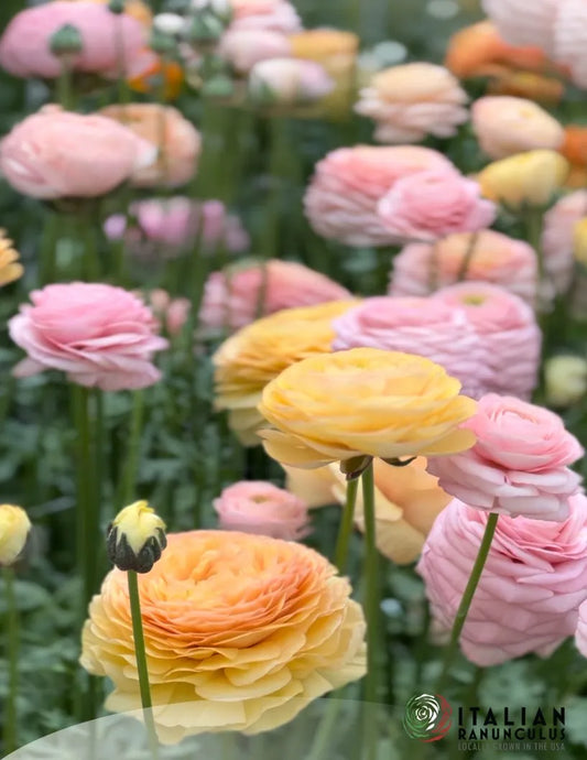 Ranunculus Elegance La Dolce Vita - 15 corms