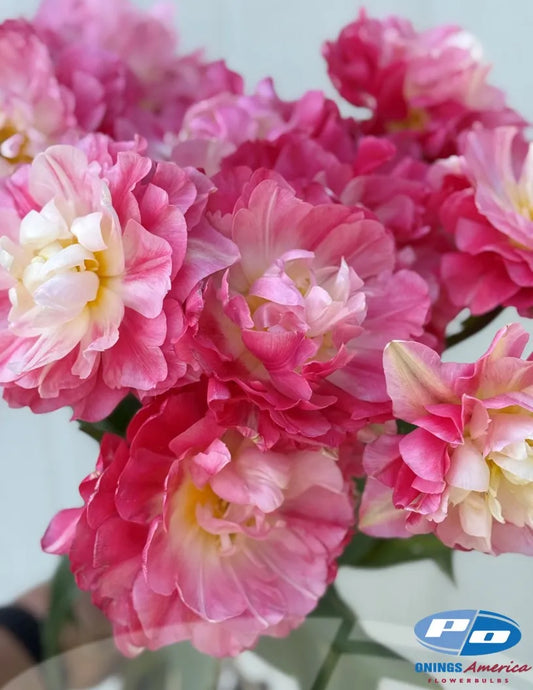 Double Sugar Tulip - 10 Bulbs