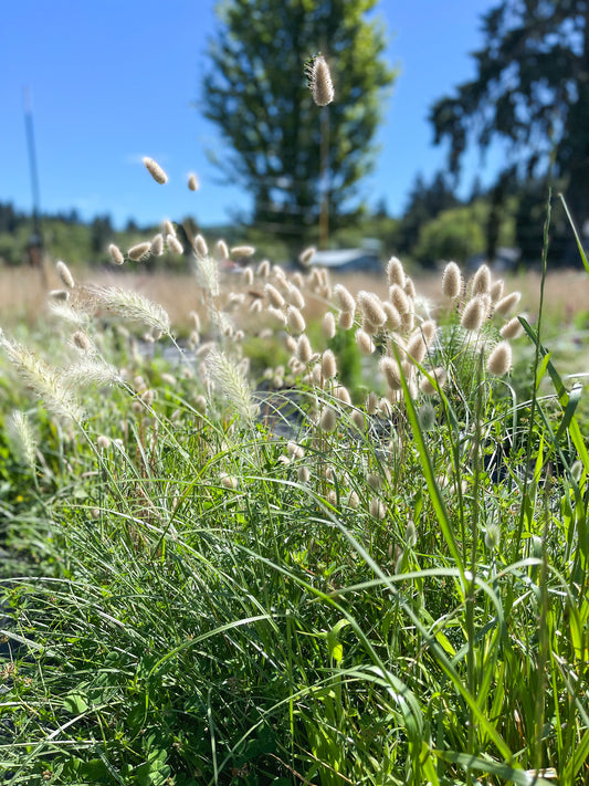 Feathertop Ornamental Grass