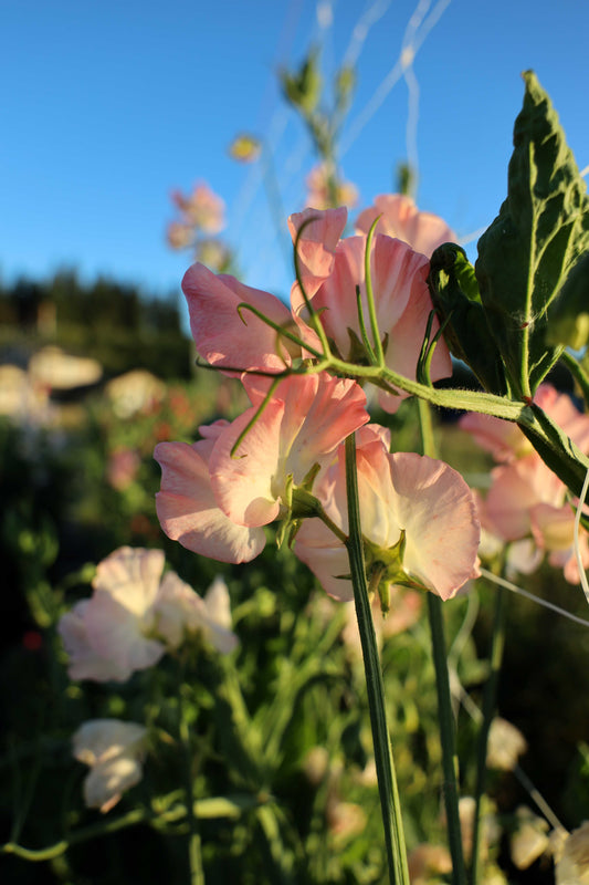 Sweet Pea  'Gilly Norah'