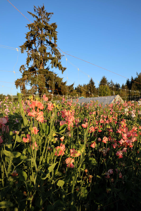 Sweet Pea  'Gilly Norah'