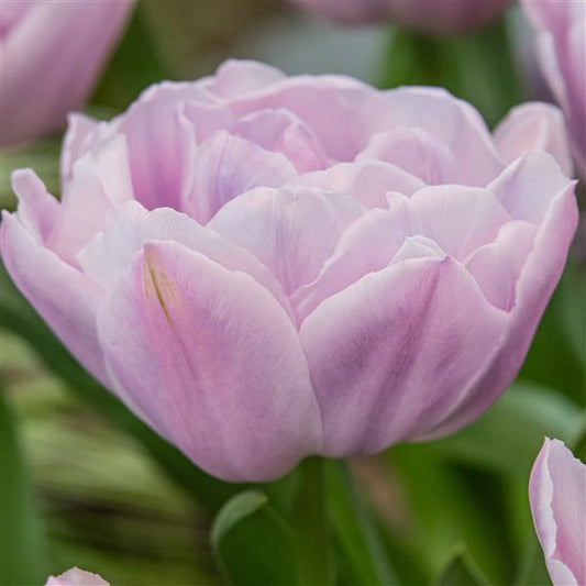 COMING SOON - Katinka Tulip - 10 Bulbs