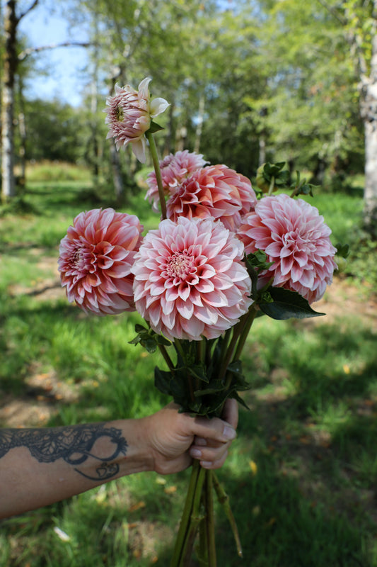 Peaches 'n Cream Dahlia