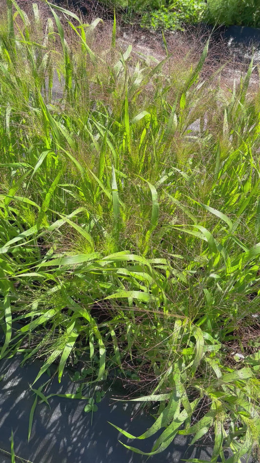 Frosted Explosion Grass