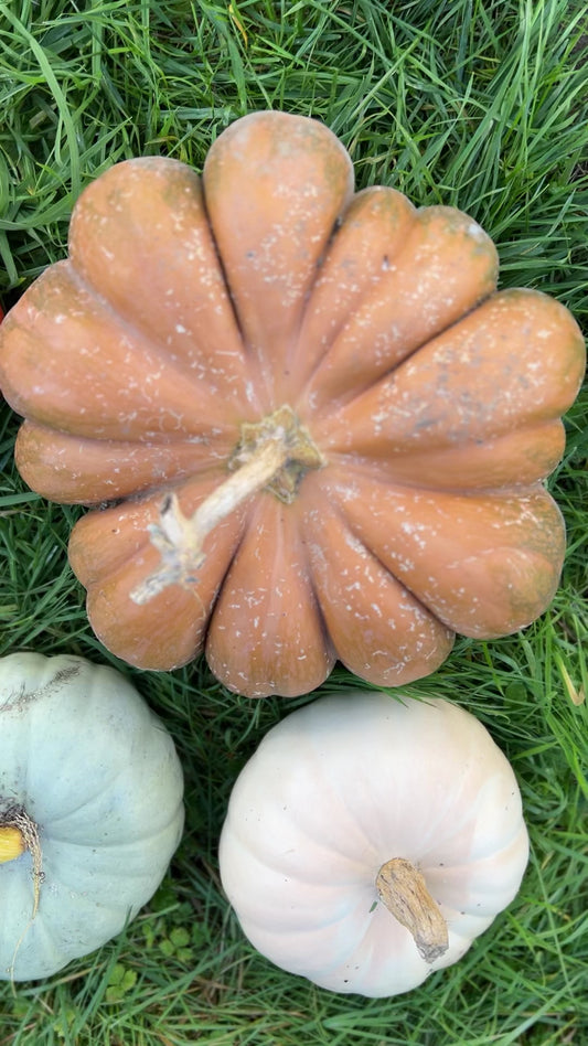 Pumpkin 'Turks Turban'