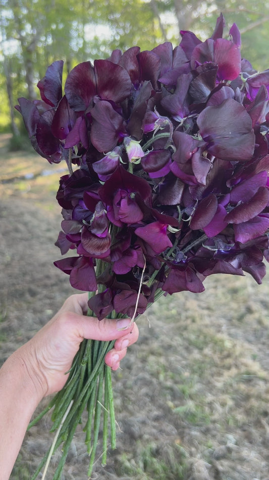 Sweet Pea 'Spring Sunshine Burgundy'