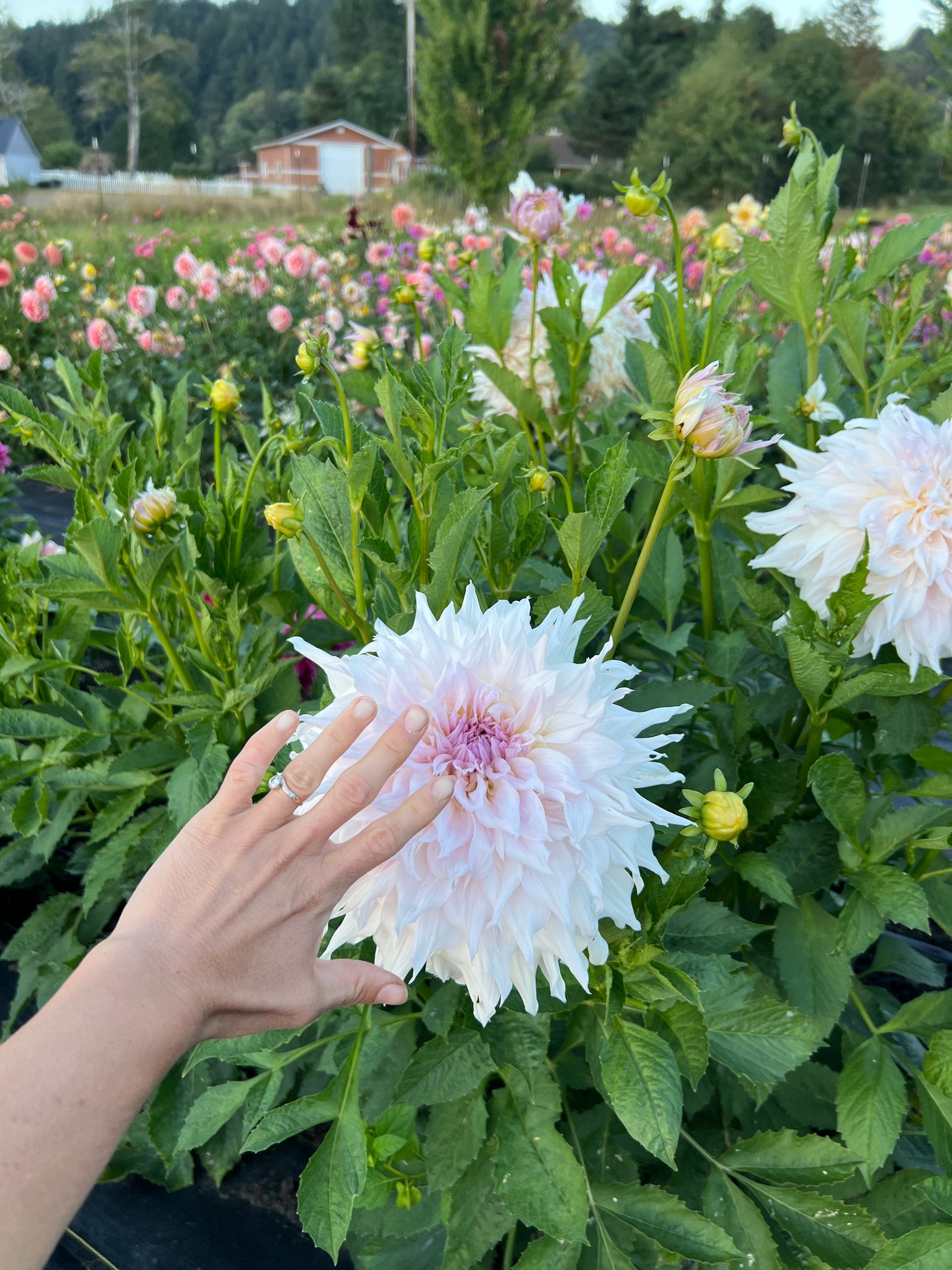 Shiloh Noelle Dahlia