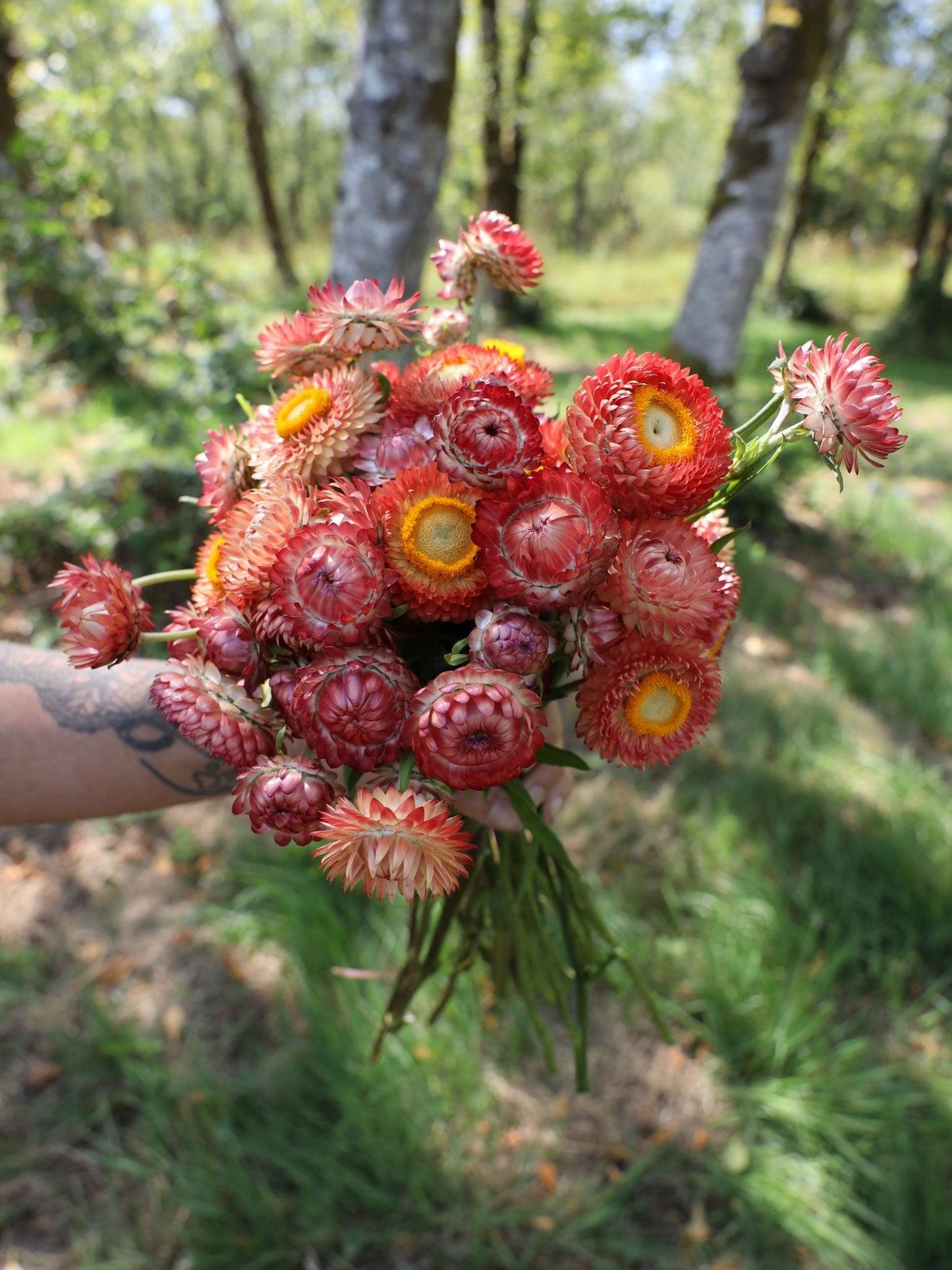 Strawflower - Apricot Peach