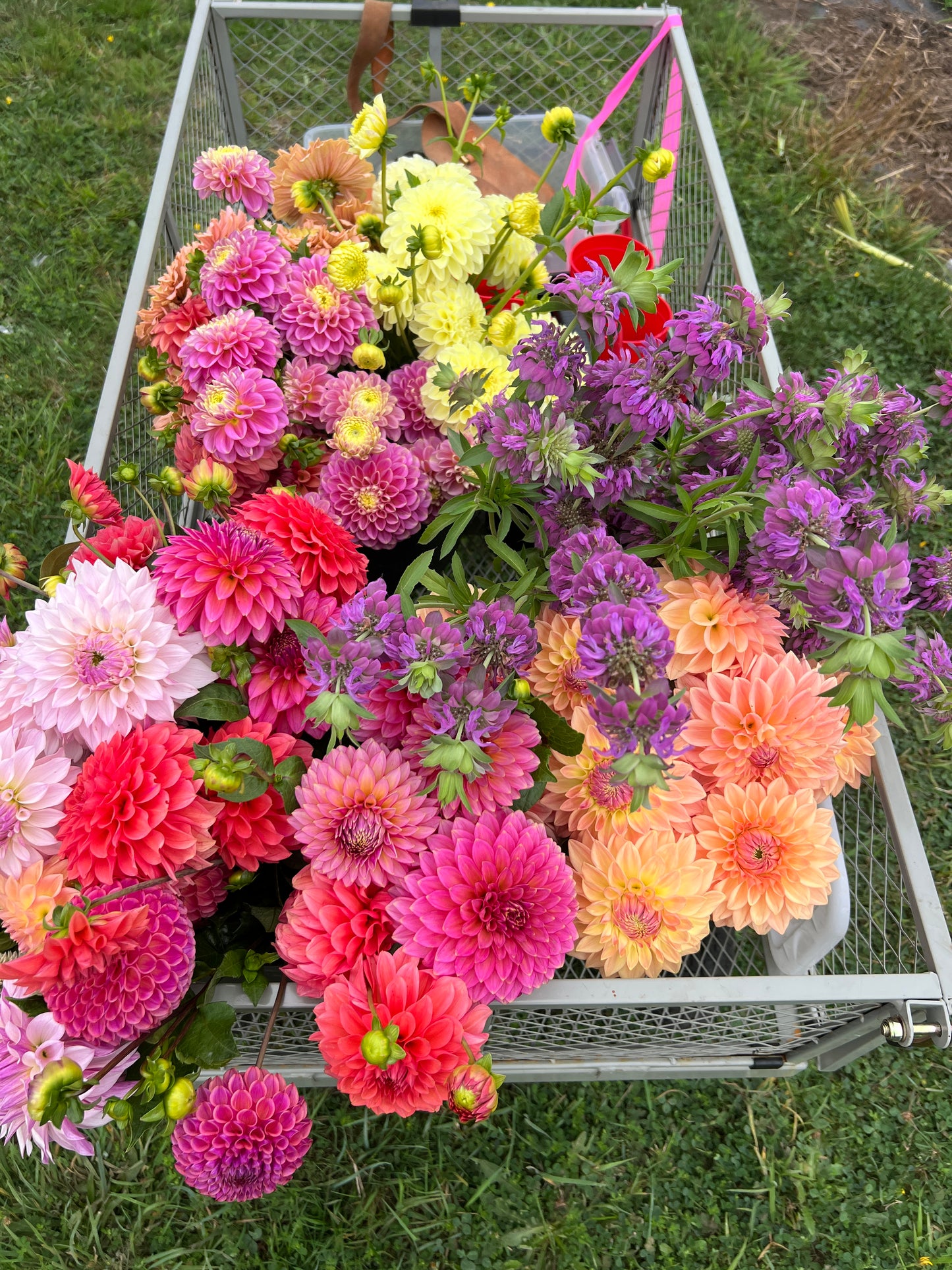 MM Butter Cream Dahlia