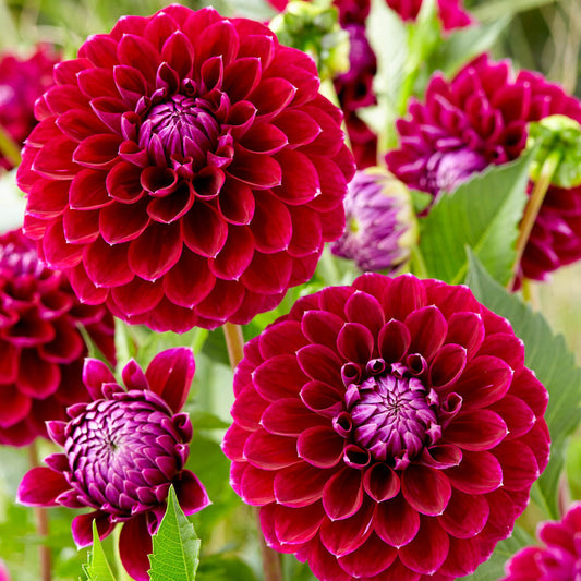 Jowey Marylin Dahlia