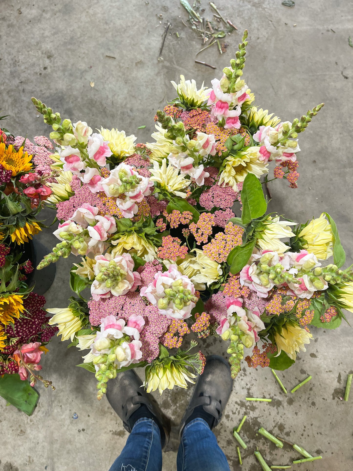 Snapdragon ‘Potomac Appleblossom’
