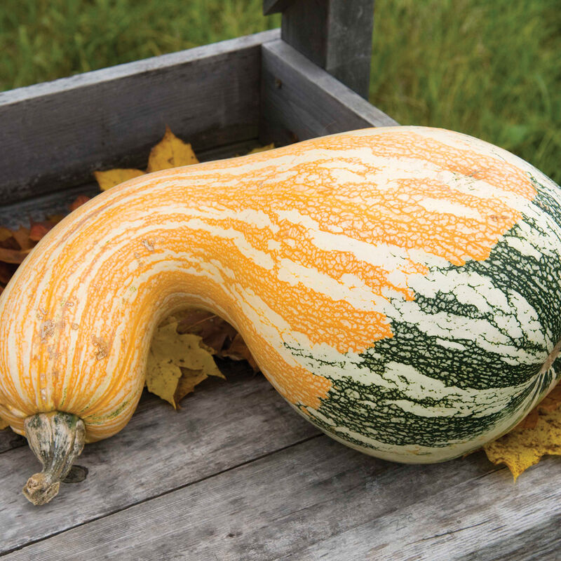 Pumpkin 'Autumn Colors Cushaw'