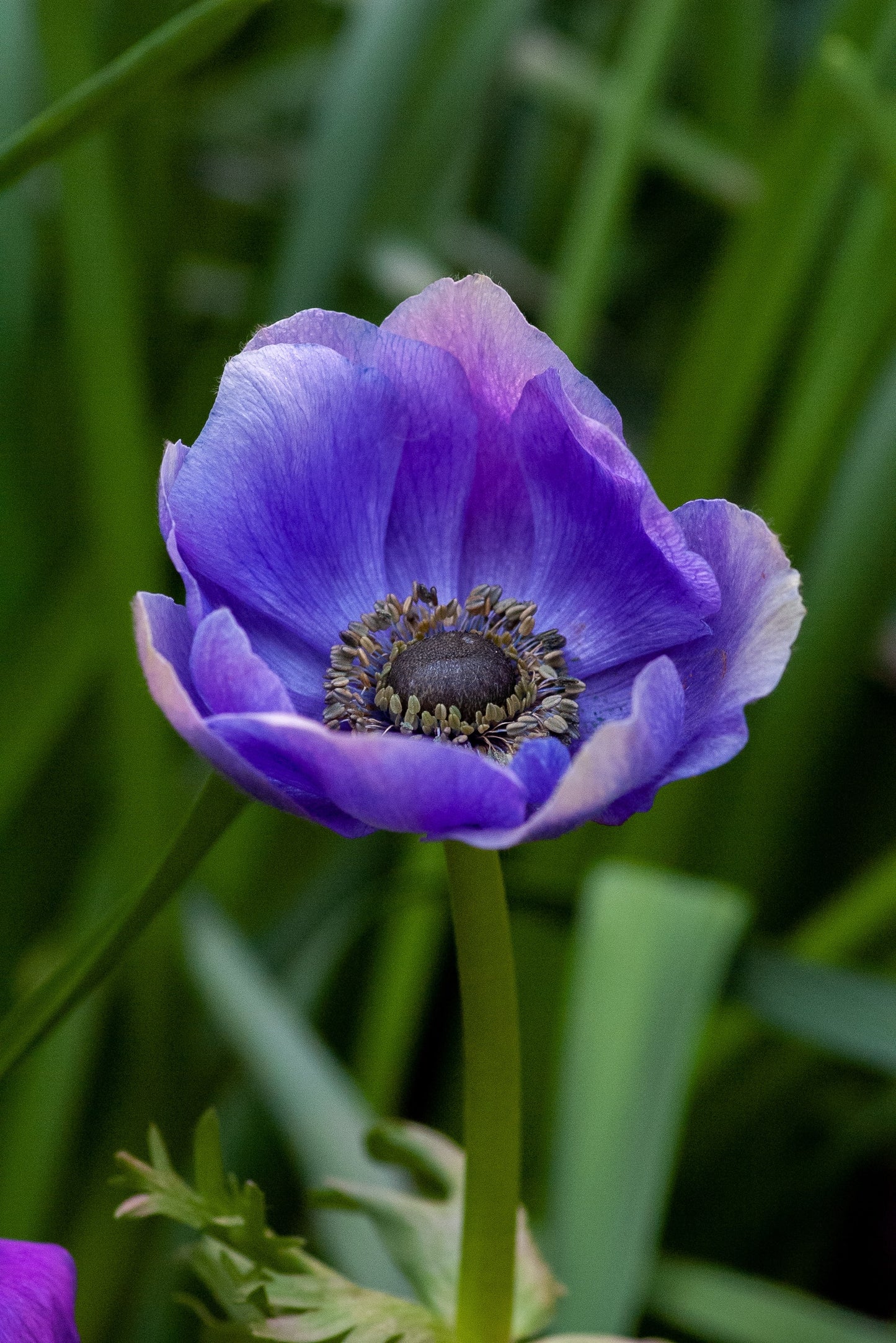 Anemone Mistral Blue - 10 corms (Available Now)