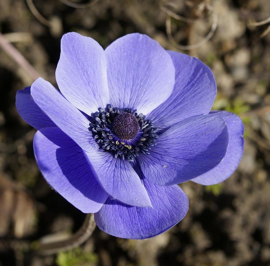 Anemone Mistral Blue - 10 corms (Available Now)