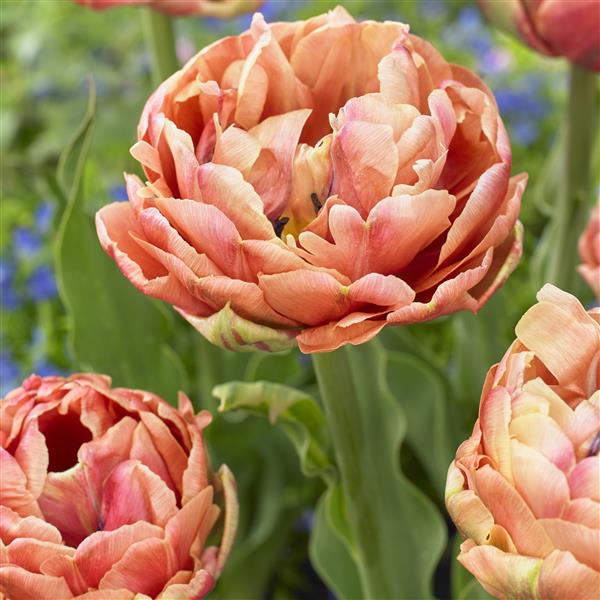 Copper Image Tulip - 10 Bulbs