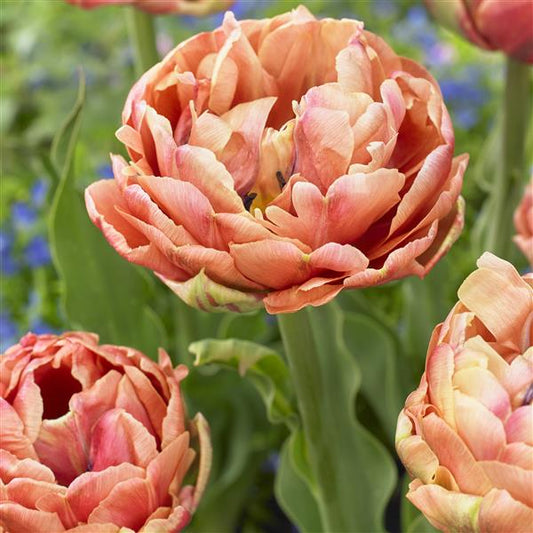 Copper Image Tulip - 10 Bulbs