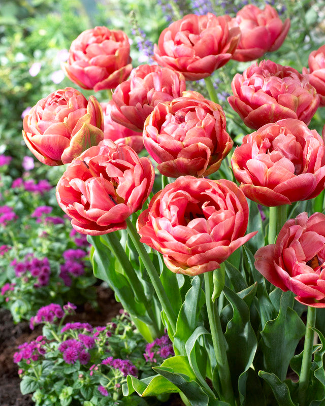 Copper Image Tulip - 10 Bulbs