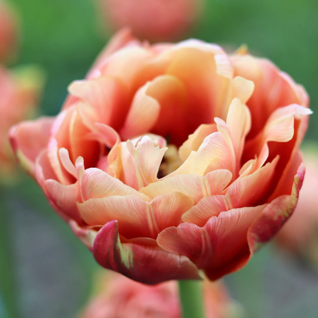 Copper Image Tulip - 10 Bulbs