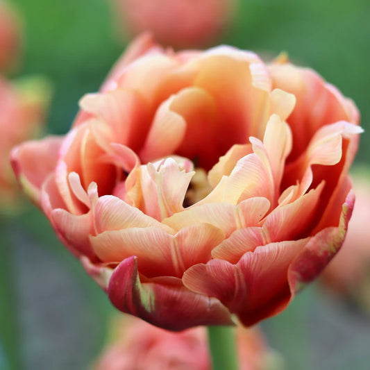 Copper Image Tulip - 10 Bulbs