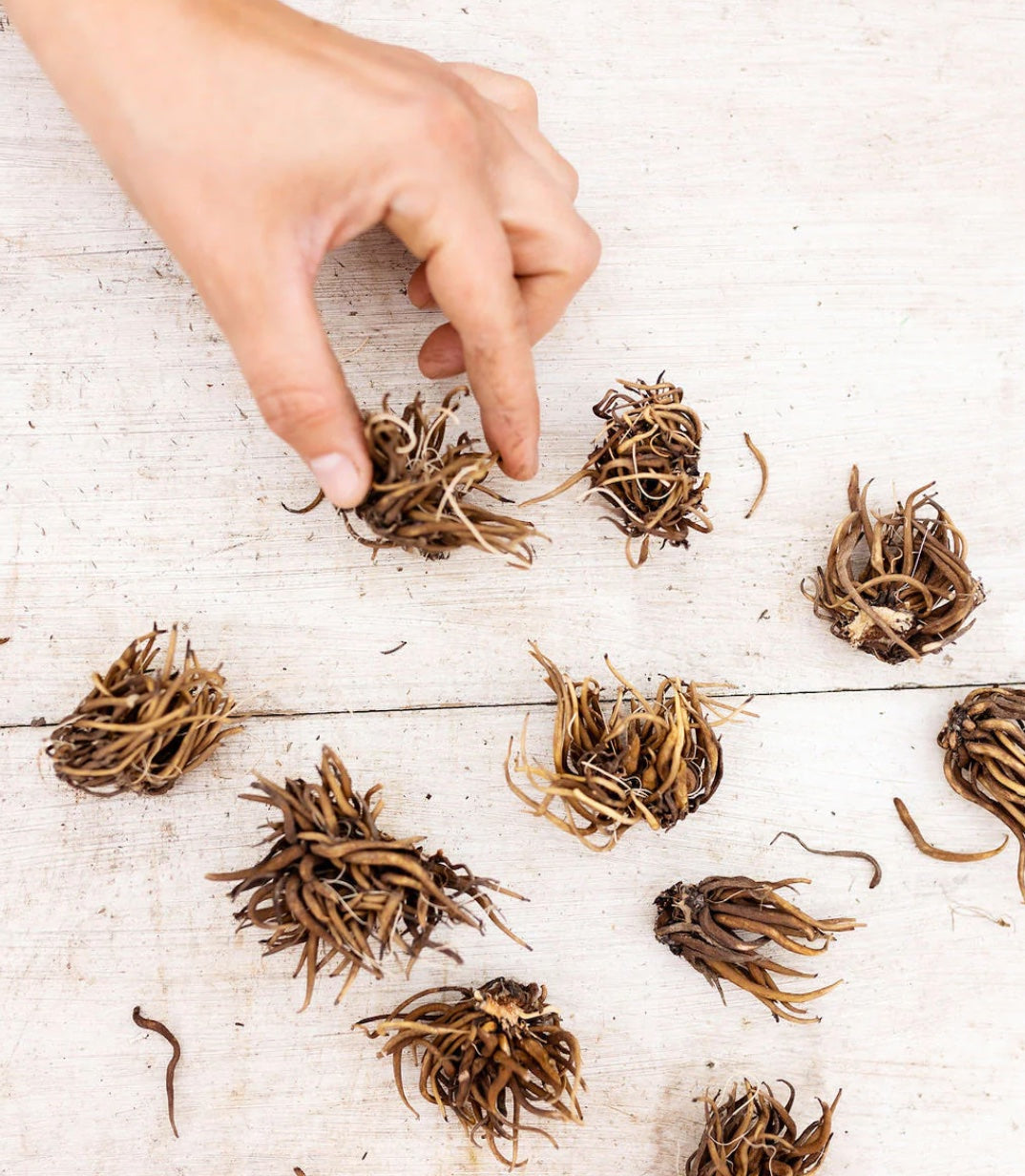 Ranunculus Amandine Gold - 20 corms