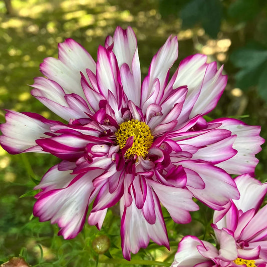 Cosmos ‘Double Click Violet BiColor’