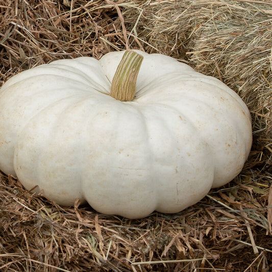Pumpkin 'Flat Stacker'