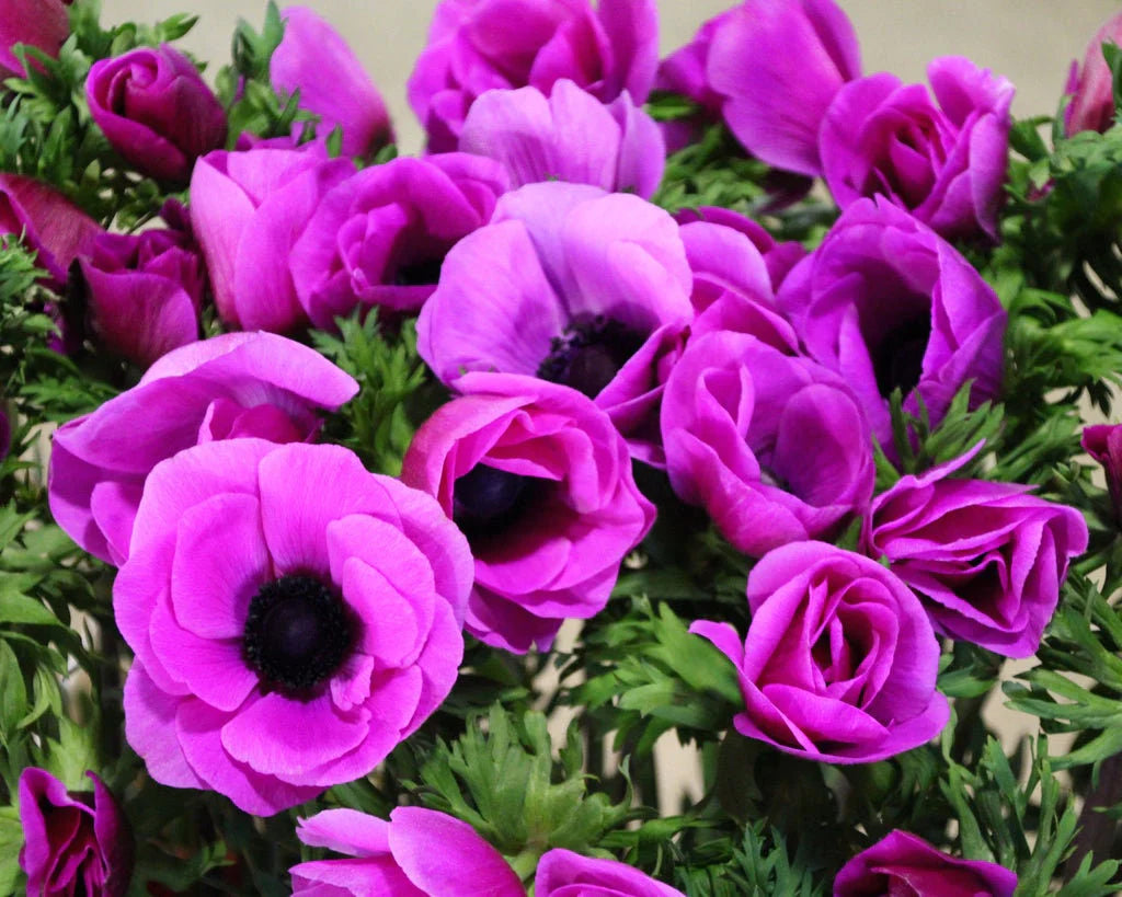 Anemone Mistral Fucsia - 10 corms (Available Now)