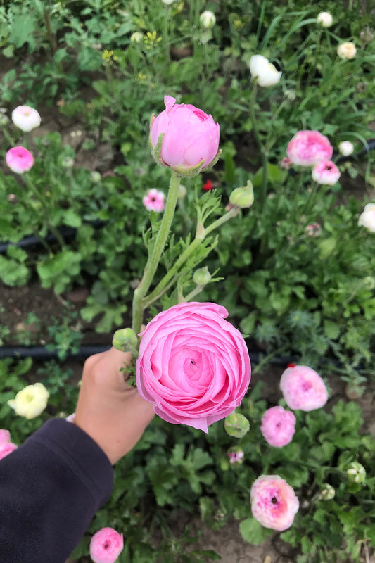 Ranunculus Half Clone Marshmallow - 15 corms