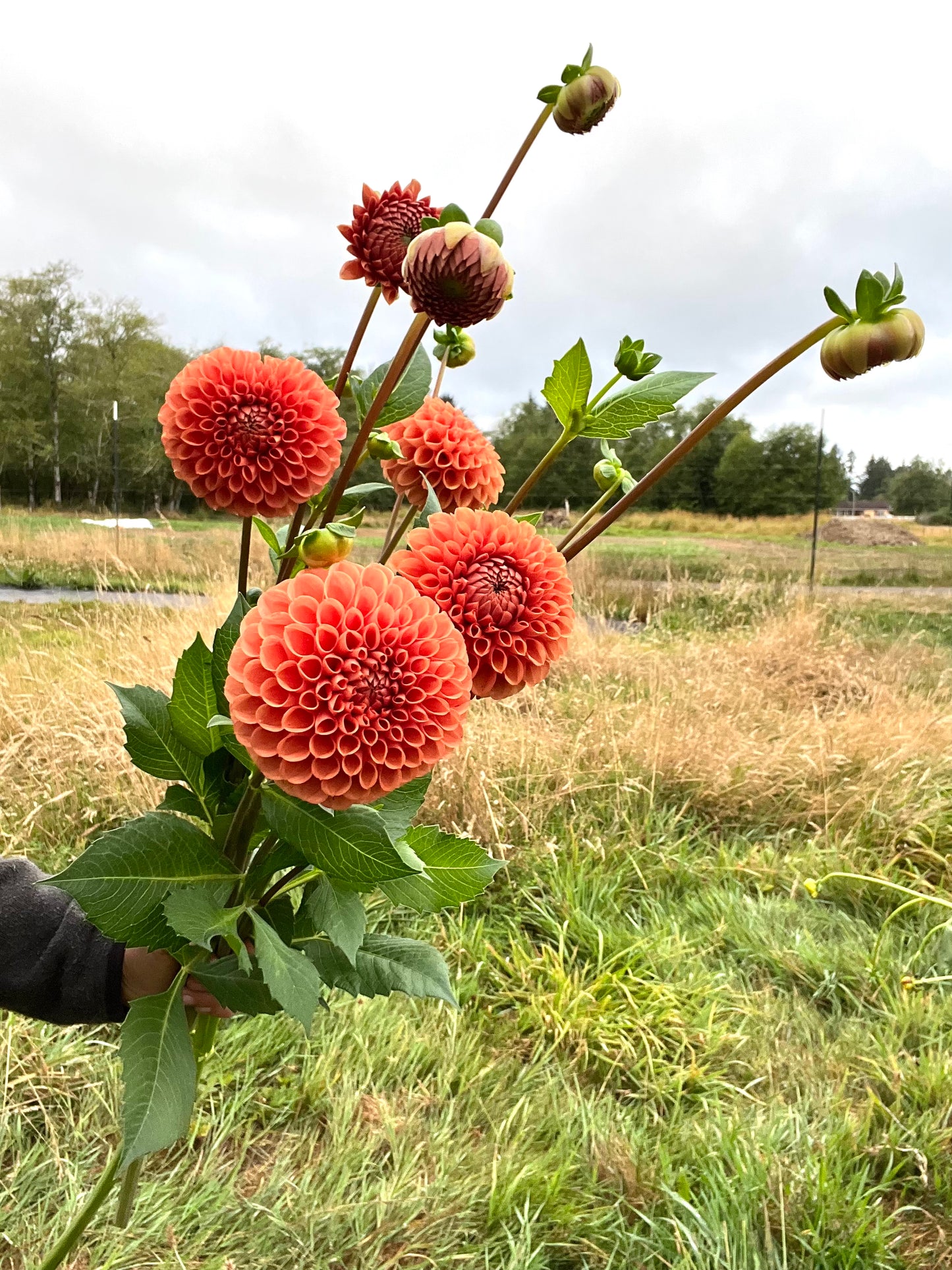 Cornell Bronze Dahlia