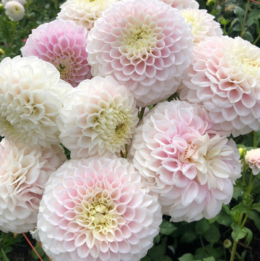 Flower Girl Bundle (Labyrinth Twotone, Sweet Love, Pink Pearl, Mondriaan)