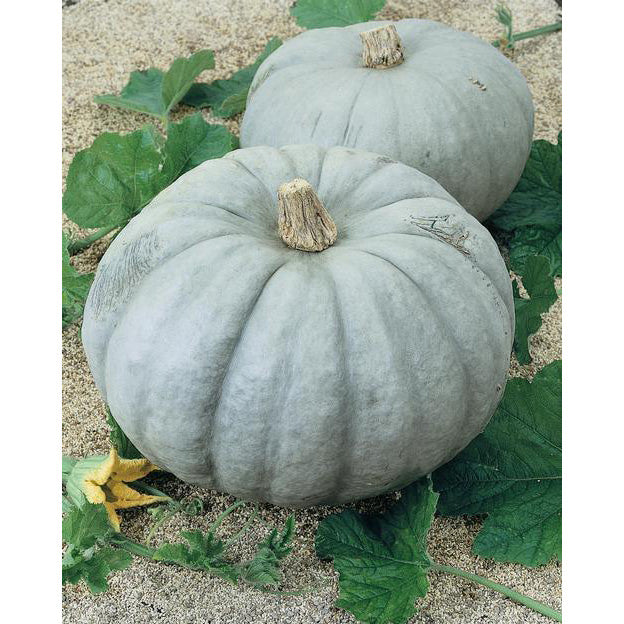 Pumpkin 'Jarrahdale'