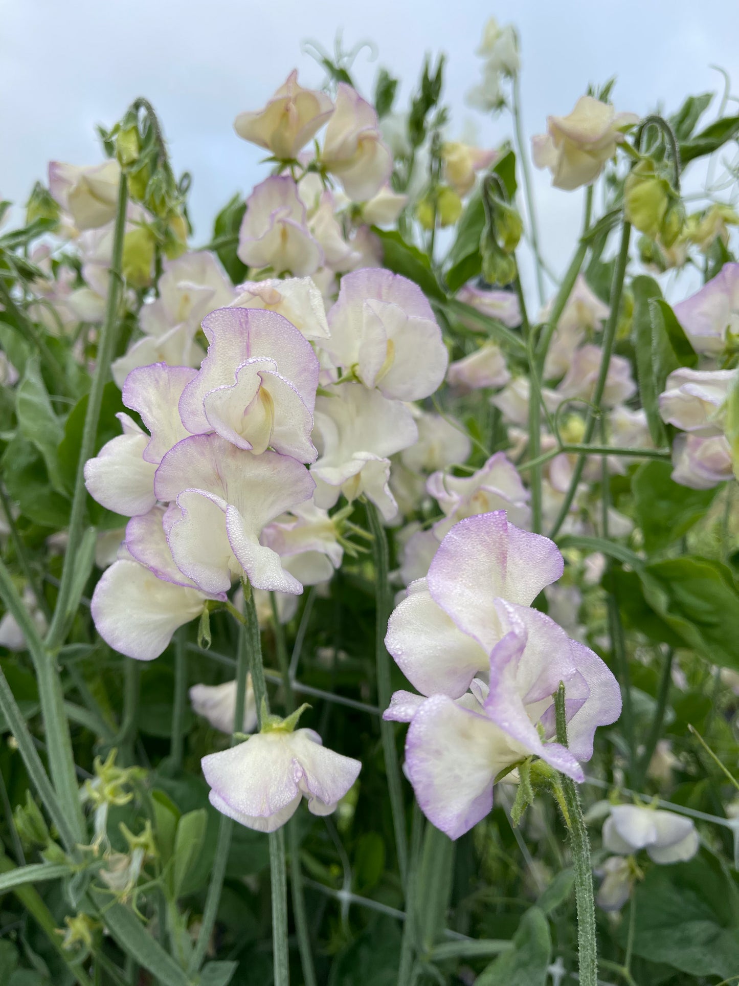 Sweet Pea 'King's High Scent'