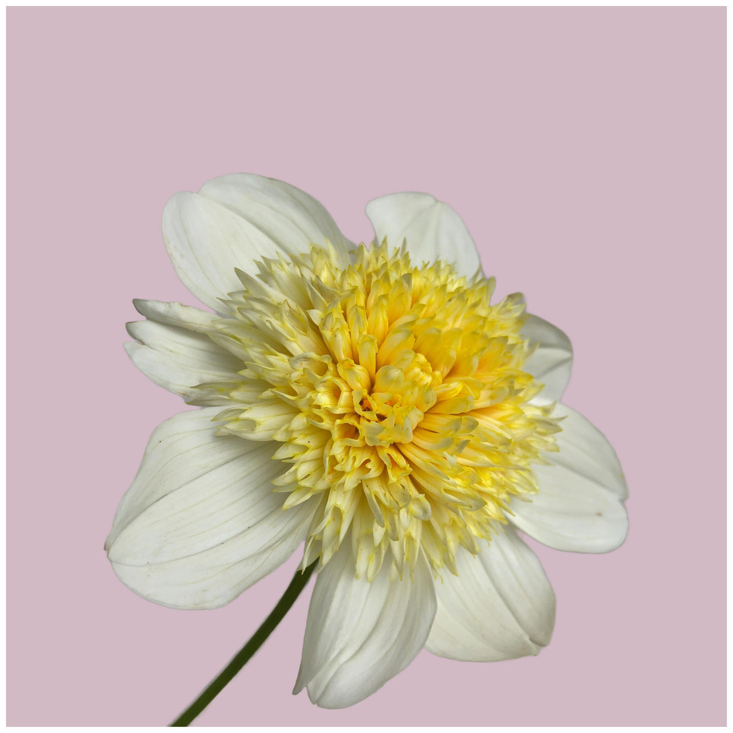 Platinum Blonde Dahlia