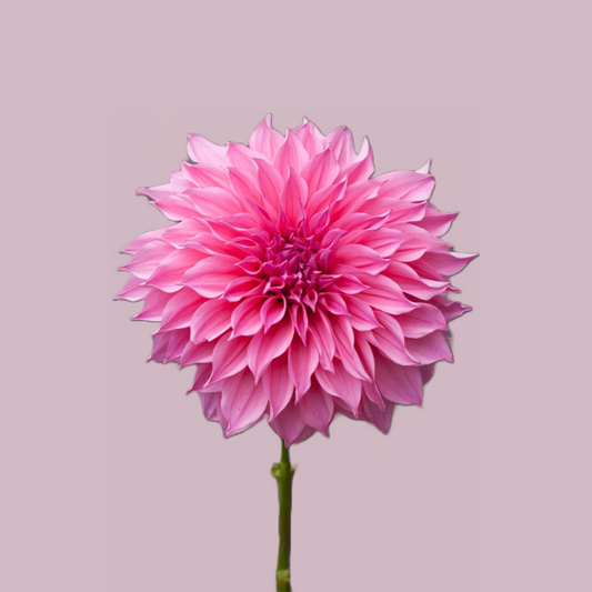 Cafe au Lait Rose Dahlia