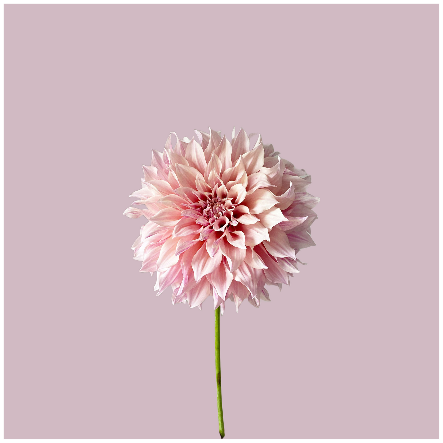 Cafe au Lait Twist Dahlia