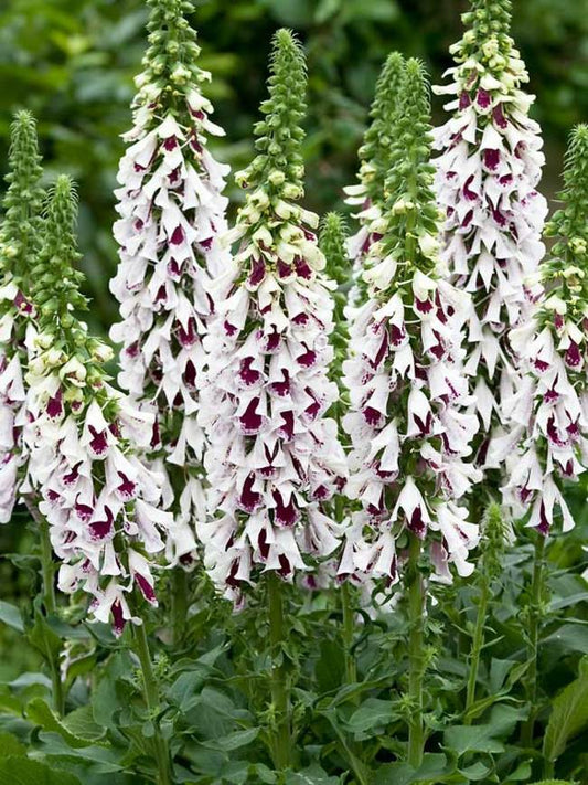 Foxglove ‘Pam's Choice’