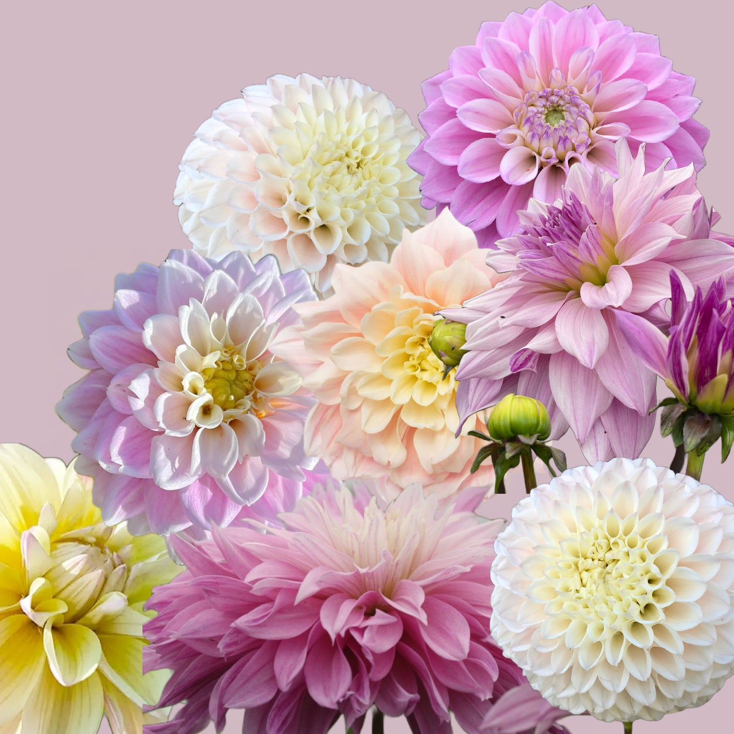 Flower Girl Bundle (Labyrinth Twotone, Sweet Love, Pink Pearl, Mondriaan)