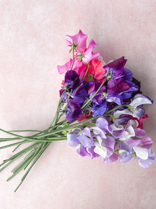 Sweet Pea 'Rainbow Mix'