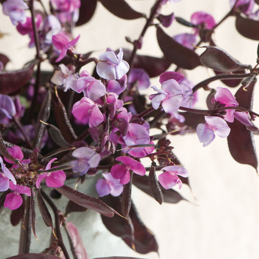 Hyacinth Bean 'Ruby Moon'