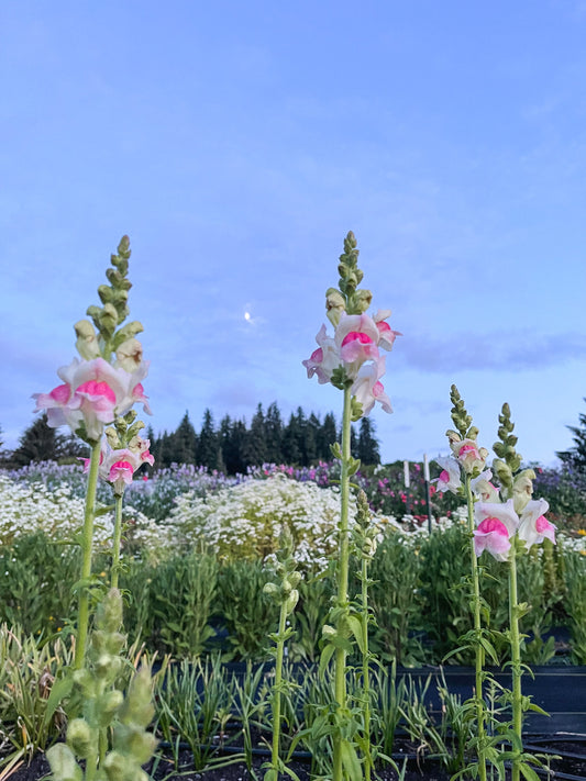Snapdragon ‘Potomac Appleblossom’