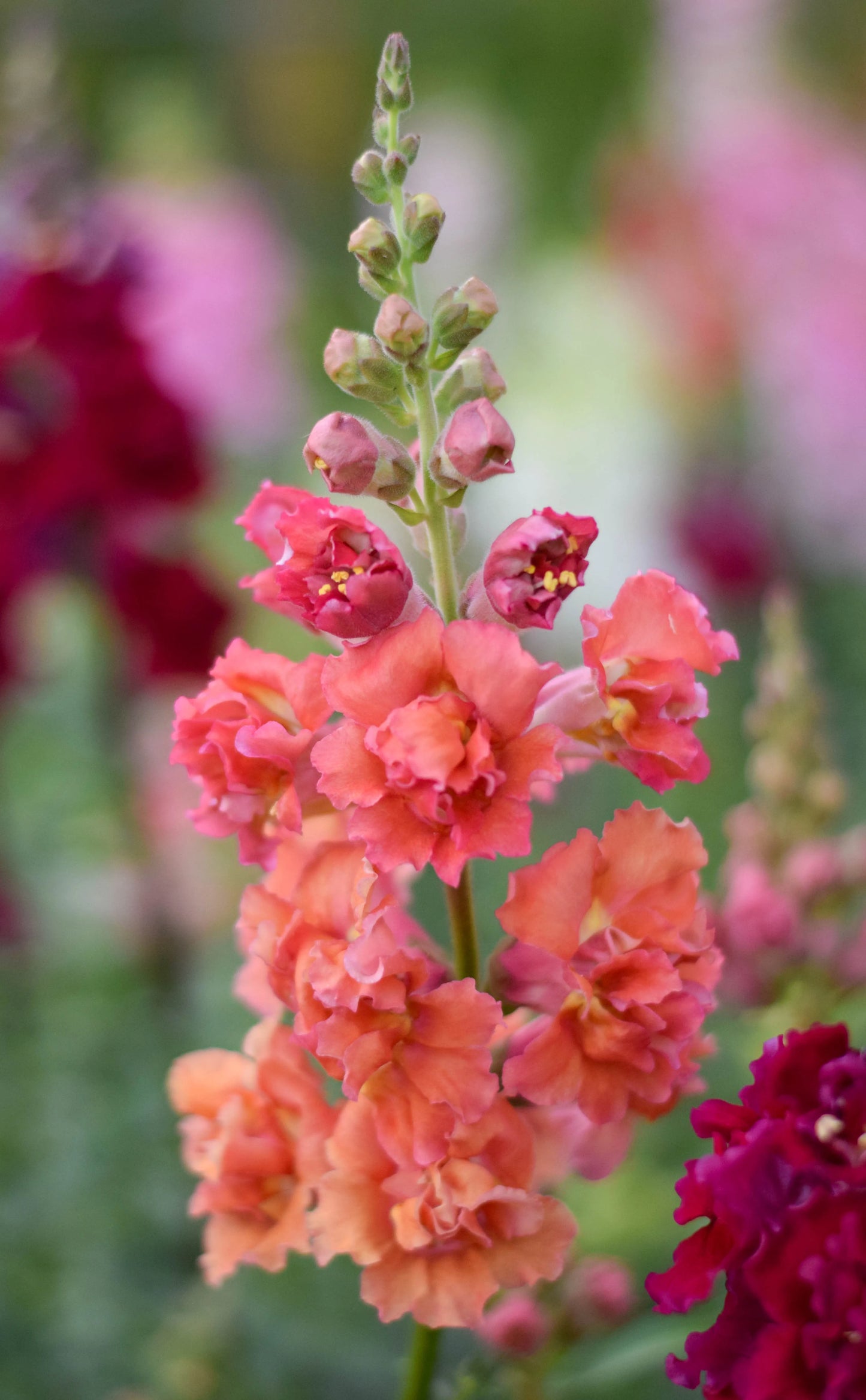 Snapdragon ‘Madame Butterfly Bronze’