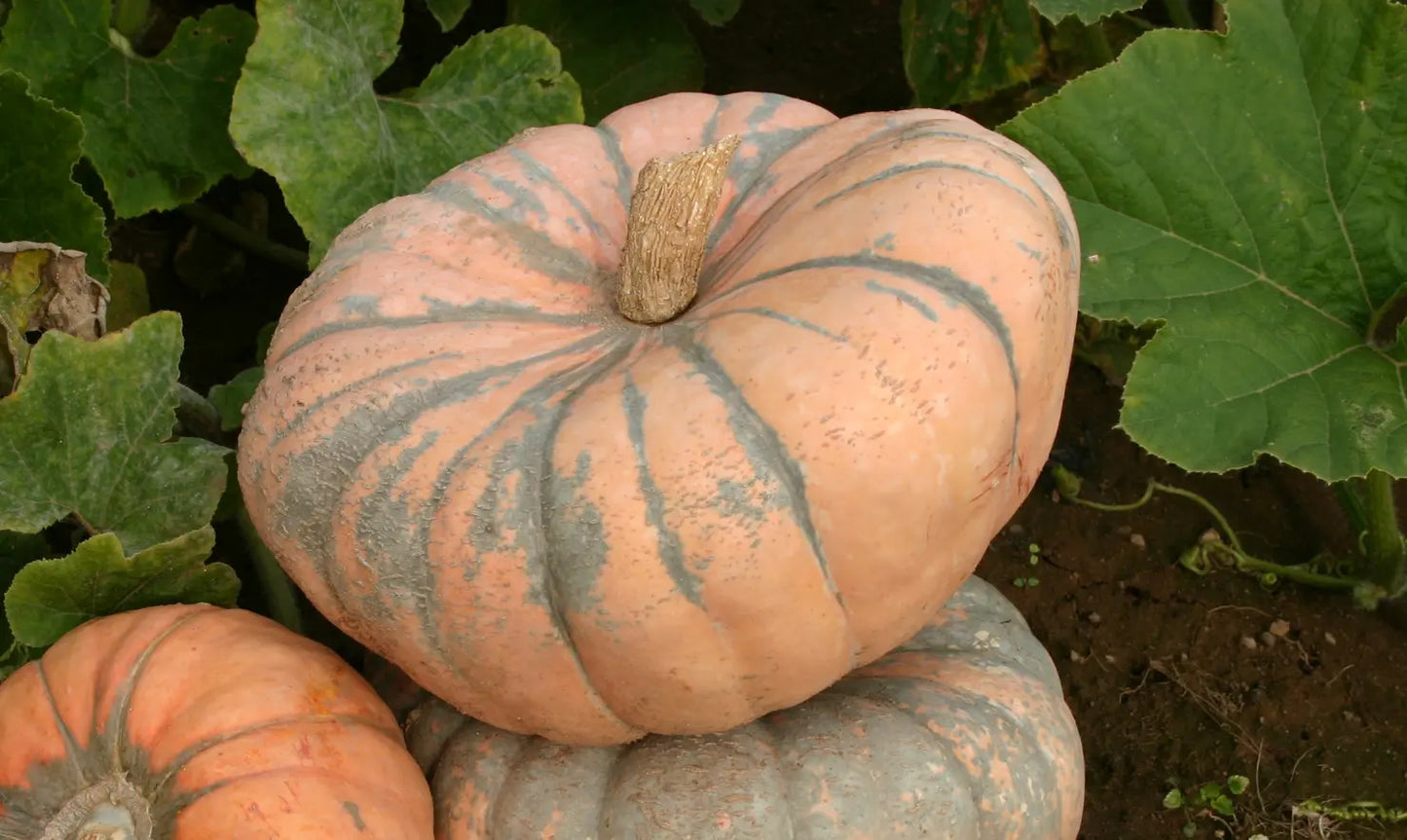 Pumpkin 'Speckled Hound'