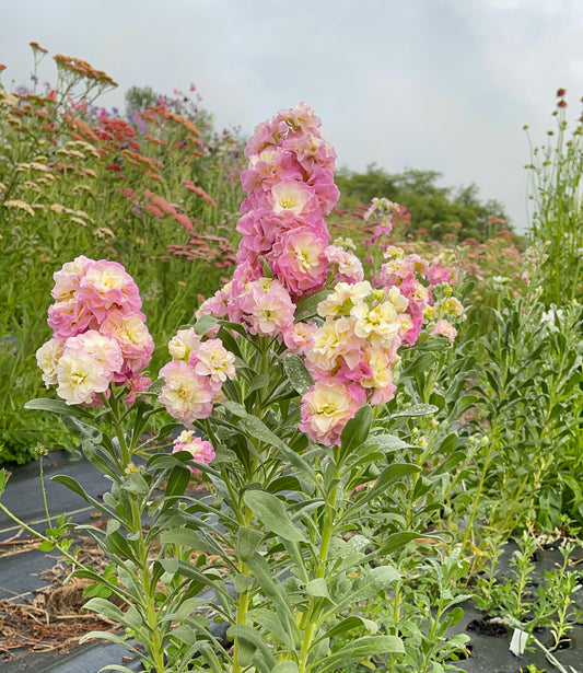 Stock ‘Antique Pink’