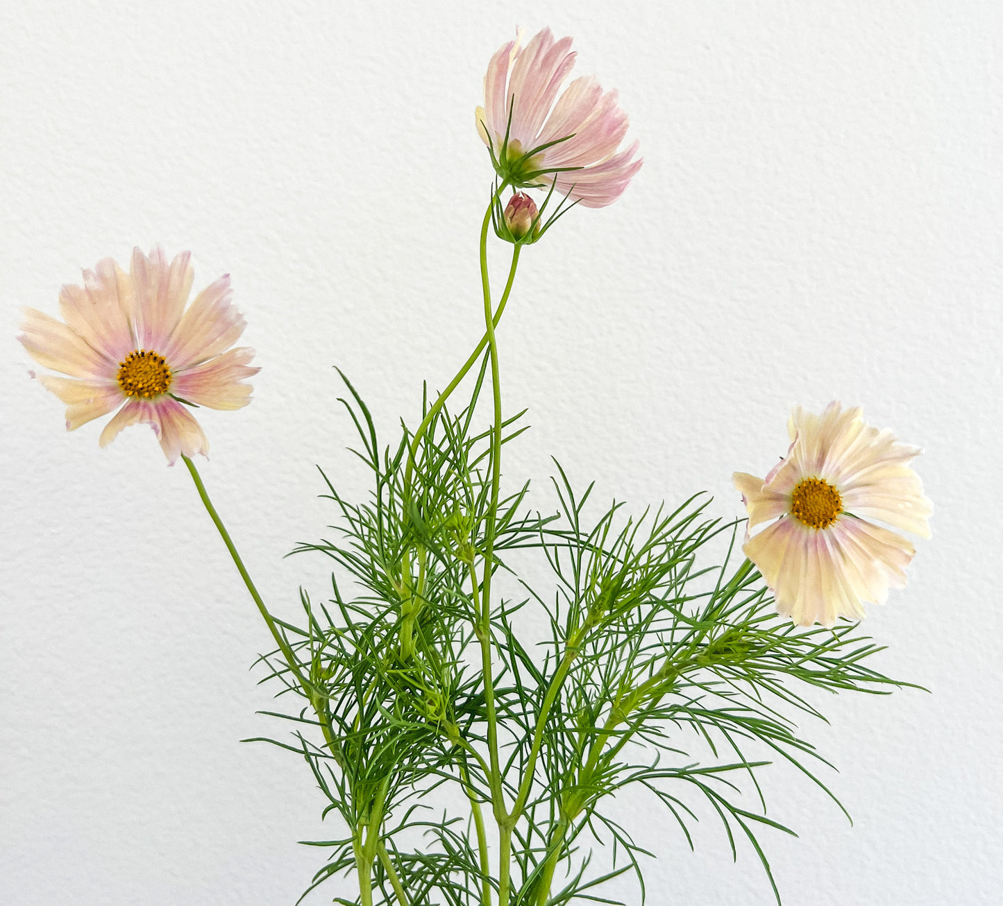 Cosmos ‘Apricot Lemonade’