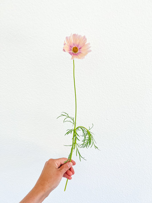 Cosmos ‘Apricot Lemonade’