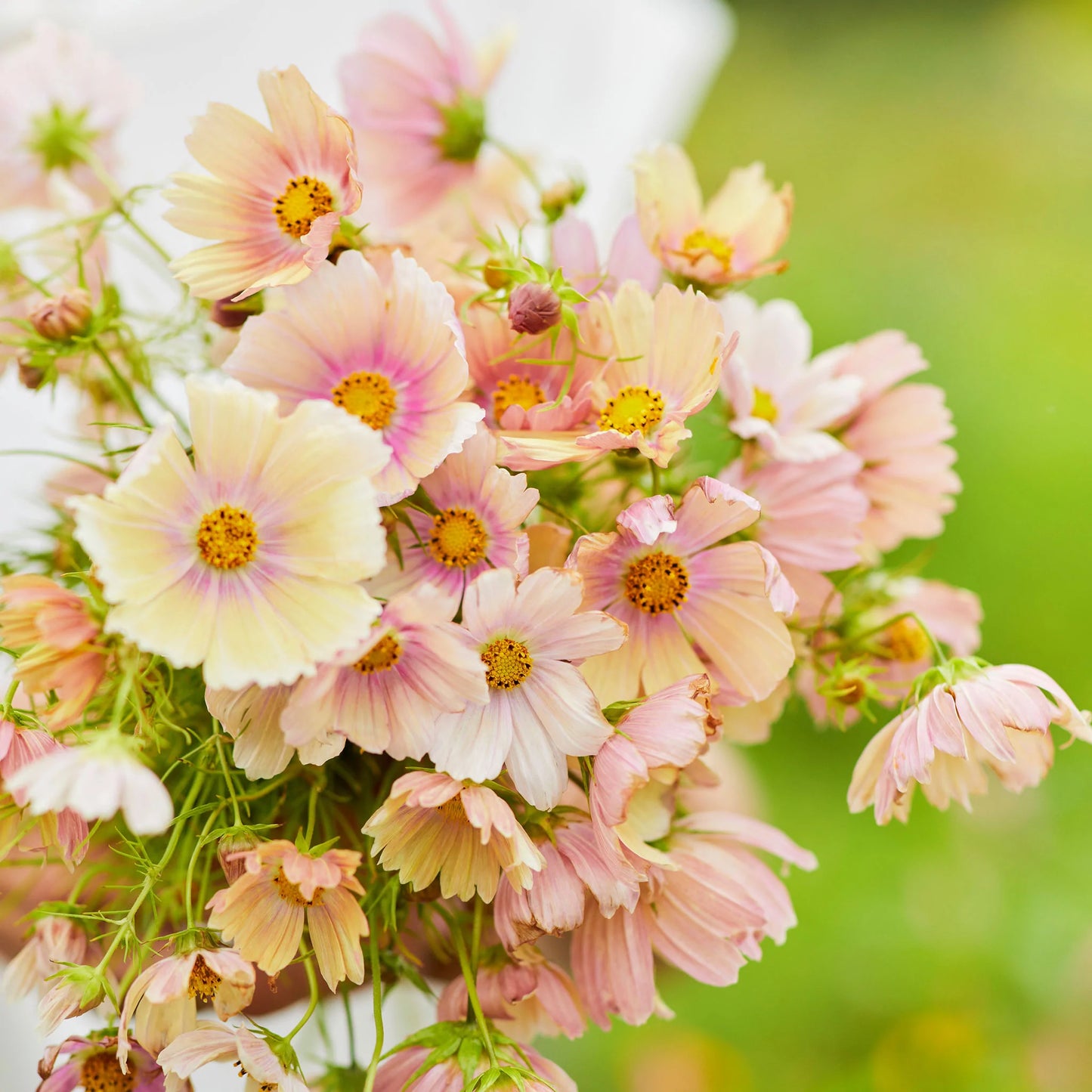 Cosmos ‘Apricot Lemonade’